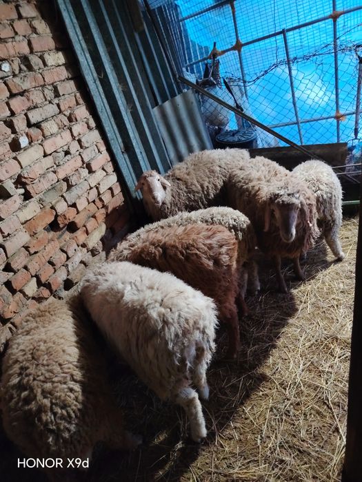 Продам.    баран