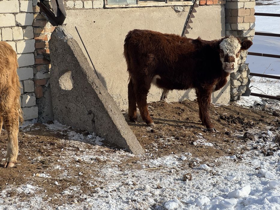 Продам подсосов.