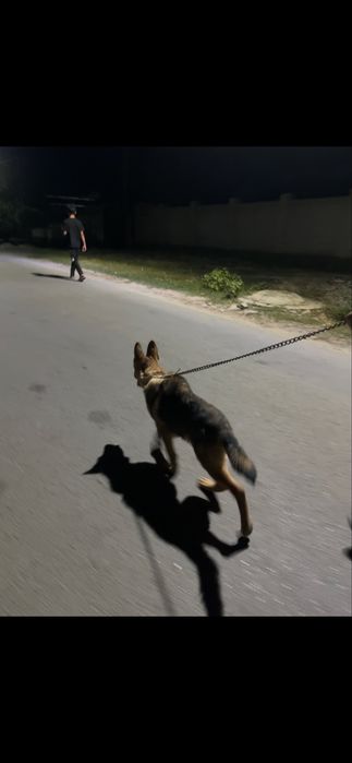 Собака немецкая овчарка