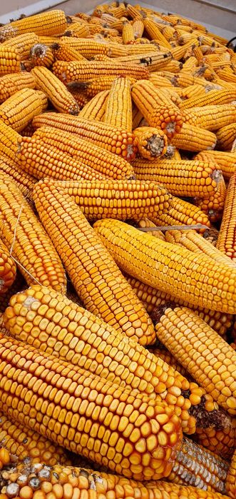 Vând porumb cucuruz