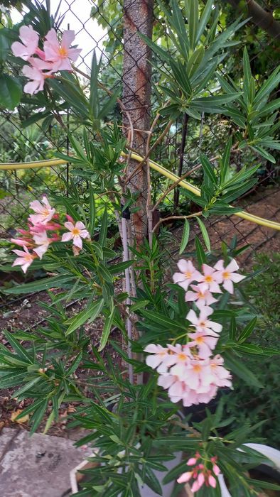 Хибискус. Олесандър.Ехинацея.Аспарагус.Кактус.Сингониум.Рипсалис