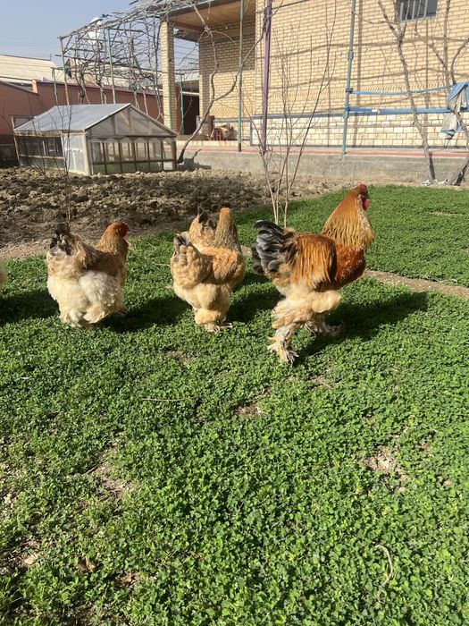 Brama tovuq tuxumlari soriladi.Narxi 10000 so’mdan