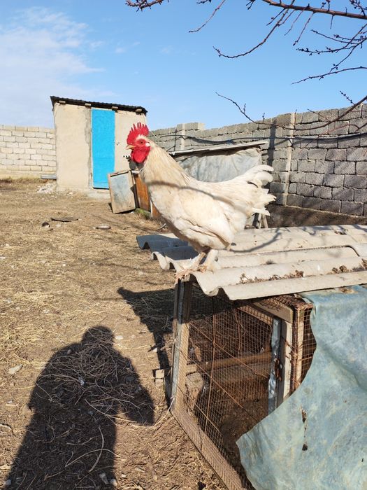 Қораз петух 4штук