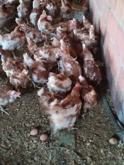 Păsări rosi de ouat