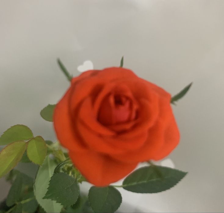 Комнатная роза в горшке