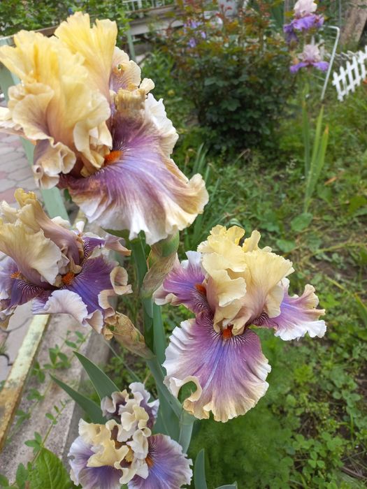 Продам сортовые ирисы