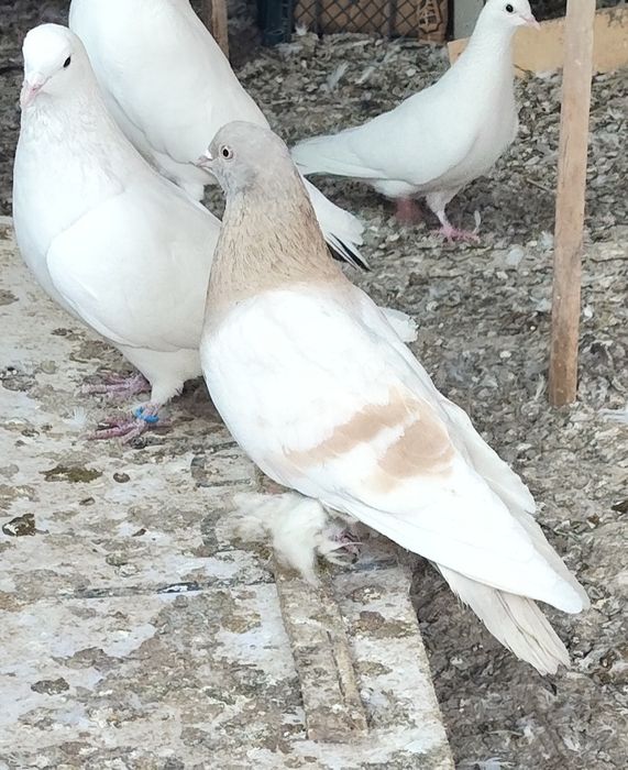 Голуби  белые  продам.