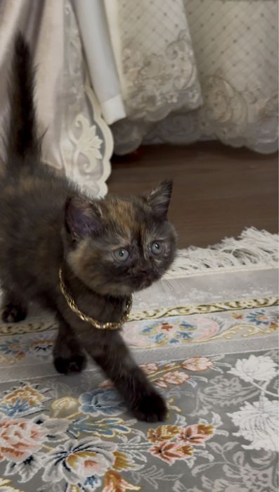 Мushukchalar sotiladi