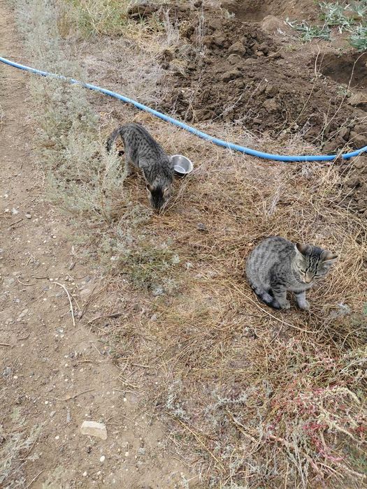 Отдам котят в добрые руки