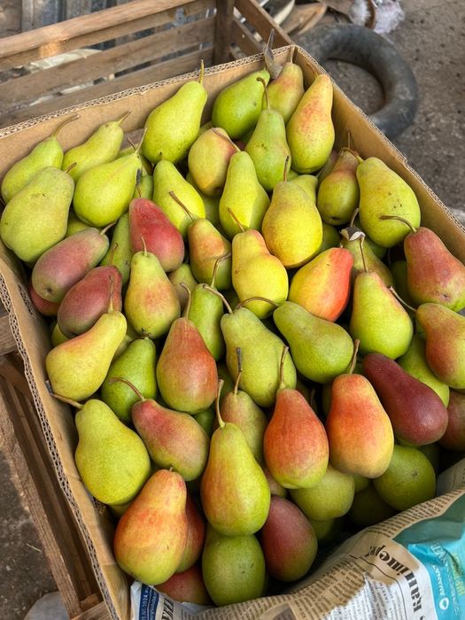 Апорт груша кандиль американка яблоки