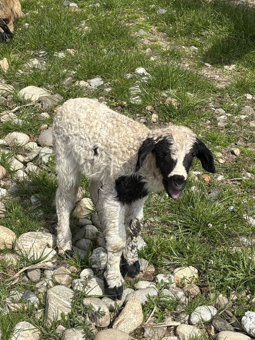 Vând animale de crescut
