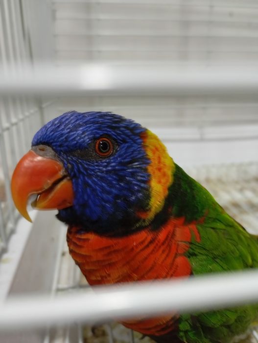 Продам птиц разных пород карела волнистые попугаи розеллы Александр