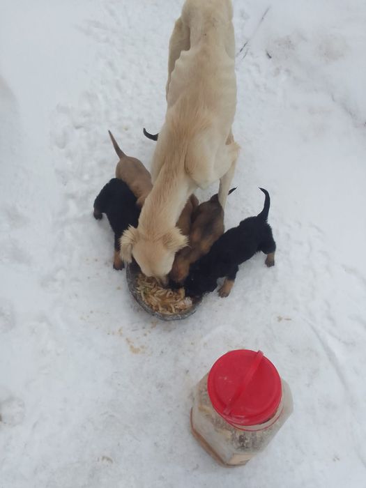 Отдам в добрые руки