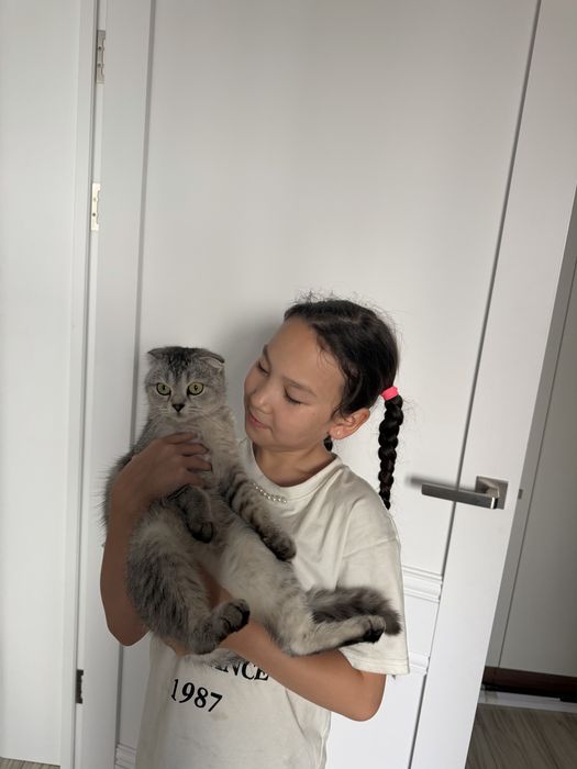 Продается скотиш фолд 2 годика