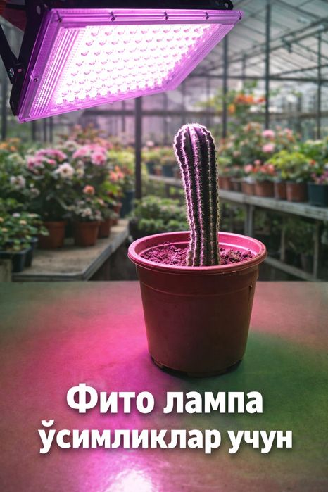 Fito lampa õsimliklar uchun