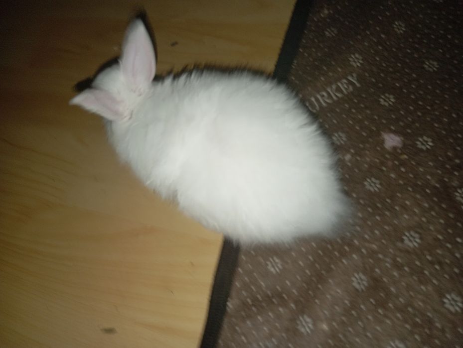 Продам кролика домашнего срочно!!!