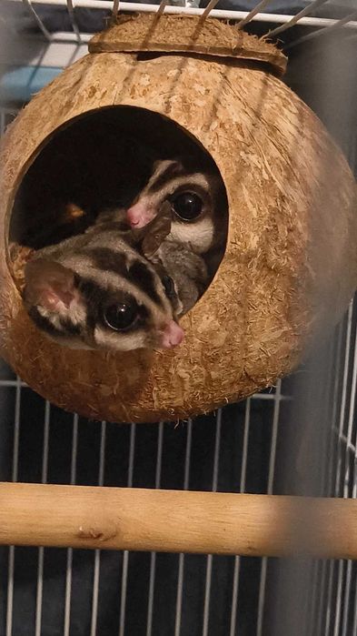 Sugar glider-veverita zburătoare