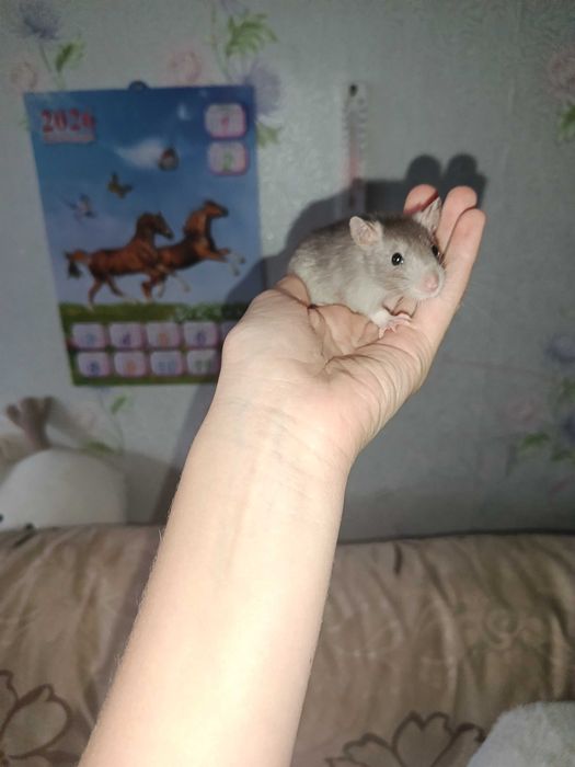 Продам декларативных крысят