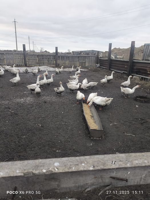 Продам гусей, домашних