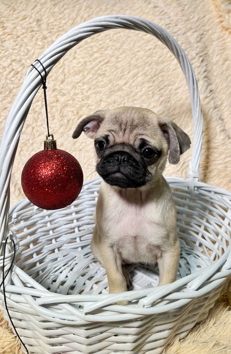 Продам Щенков мопса