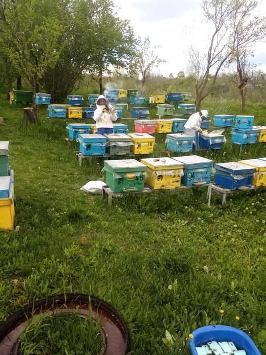 Vând miere din producția proprie și ceară