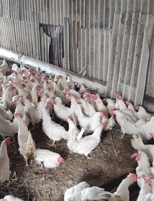 Продам курей белых для яйц