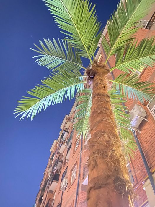 Samarqand | Hovli dizayni uchun suniy palma 3m–8m — Eco Palma -30%