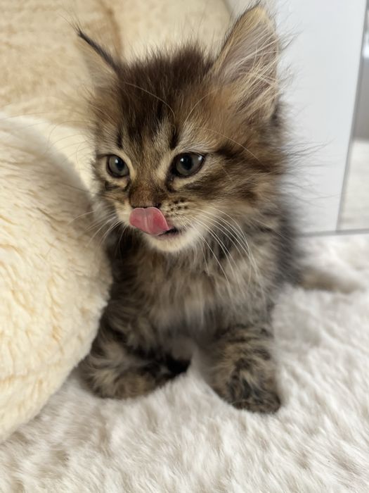 2 котенца с персийски произход