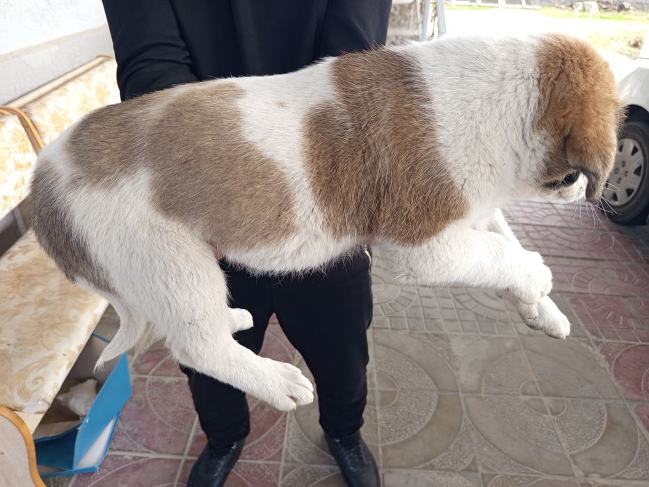 Продам щенка алабая