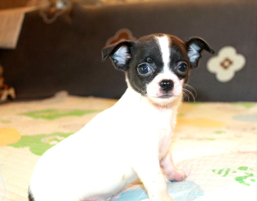 Клубные,Чихуахуа, щенки, девочки и мальчик.