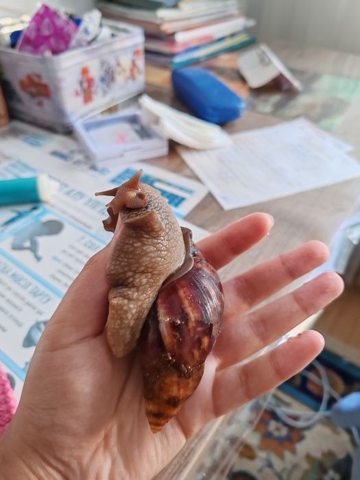 Продам Улитку ахатина