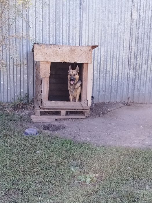 Авчарка малодой хорошый