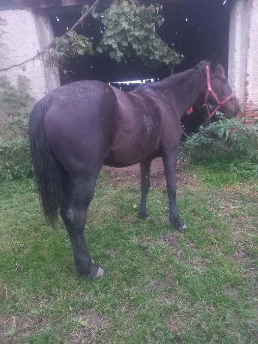 Iapa de 8 ani garantata