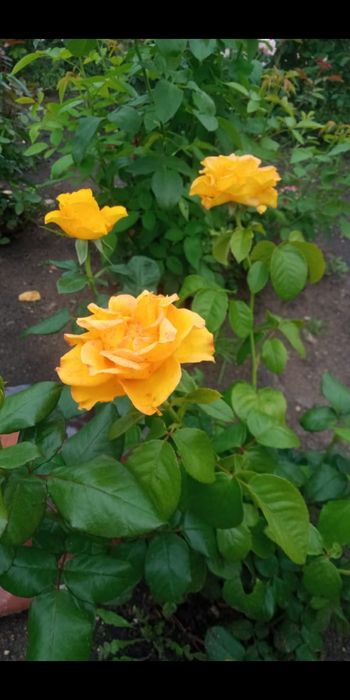 продам дачу. СО Мичуринец