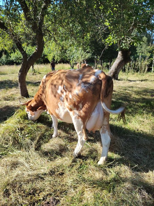 Vaca+ vițel mascul