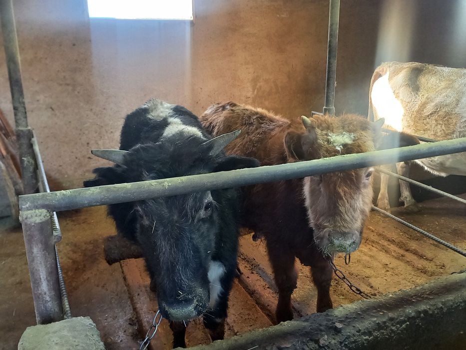 Бычки                        .