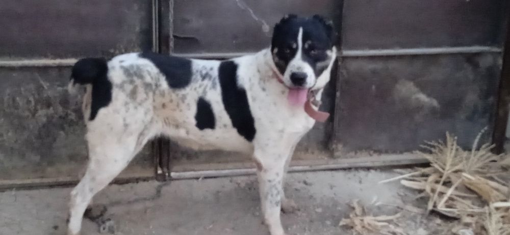 Alabay kuchuk sotiladi qiz