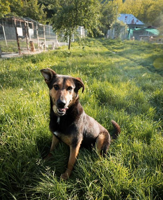 Maggie, pentru adoptie