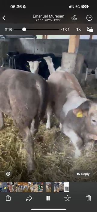 Tăurasi de vânzare