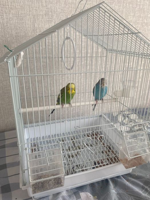 Попугай мальчик и девочка