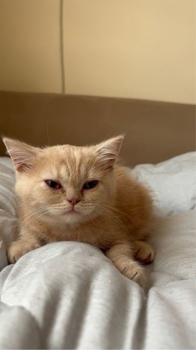 Британски късокосмести котета