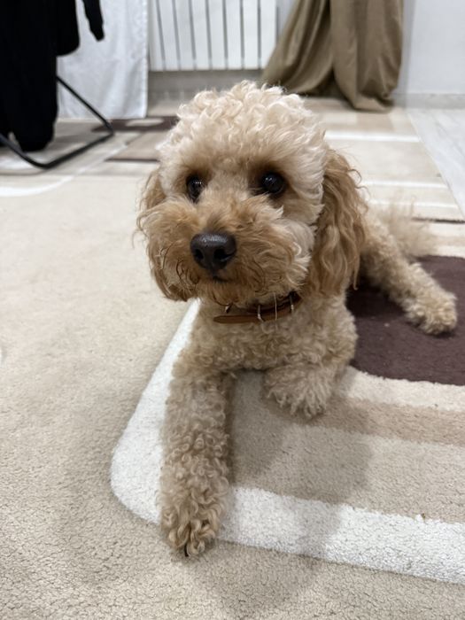 Мальтипу кобель вязка Караганда