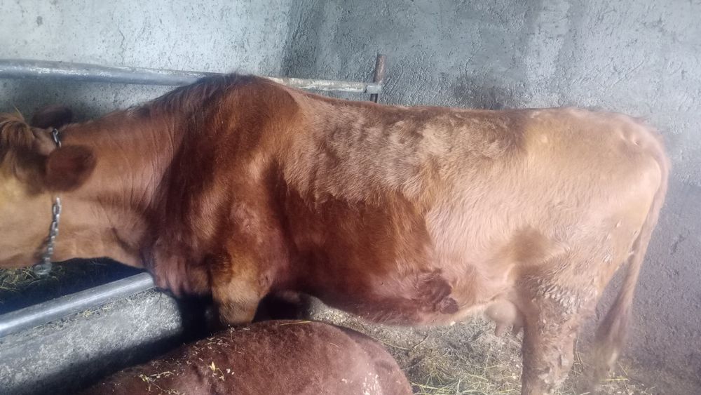 Juncă angus roș gestantă în 7 luni