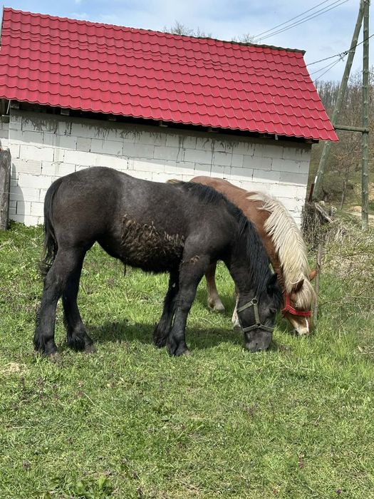 Vand pereche manze de un an