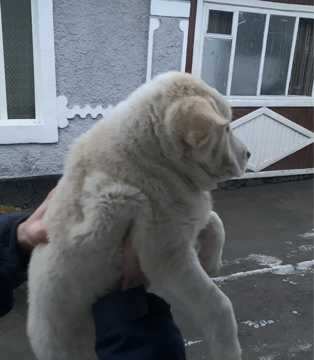 Продам алабай щенок девочка крови есть