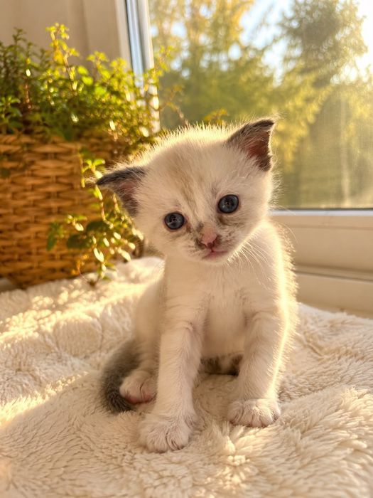 Котенок мальчикк