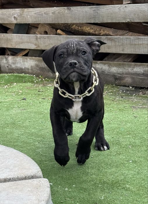 Mascul amstaff  negru