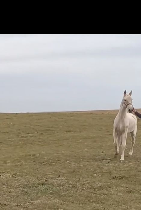Vând  sau schimb cal pur sânge olandez 13 ani atelj și calarie