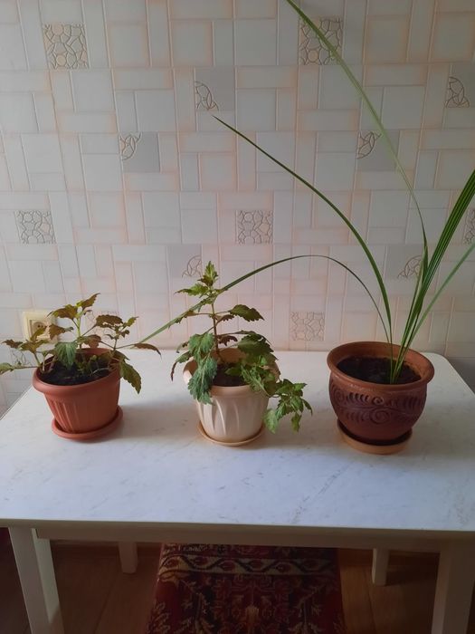 Цветы домашние продам.