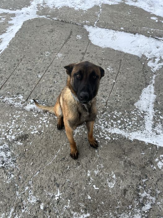 Бельгийская овчарка малинуа